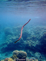 Sea snake searching for air by Dustin Groff 